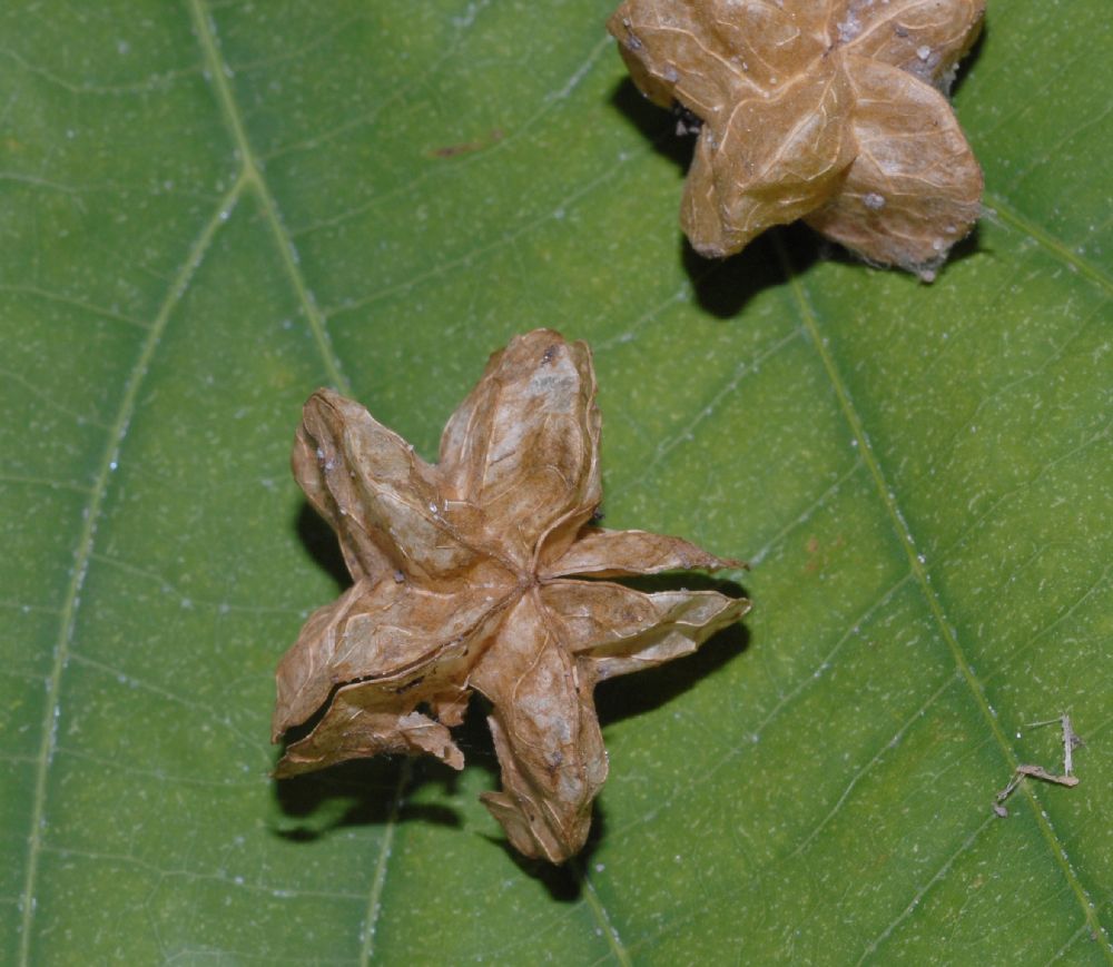 Byttneriaceae Kleinhovia hospita
