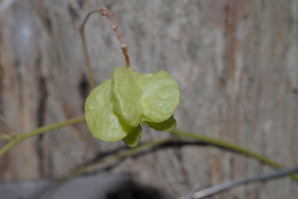 Byttneriaceae Kleinhovia hospita
