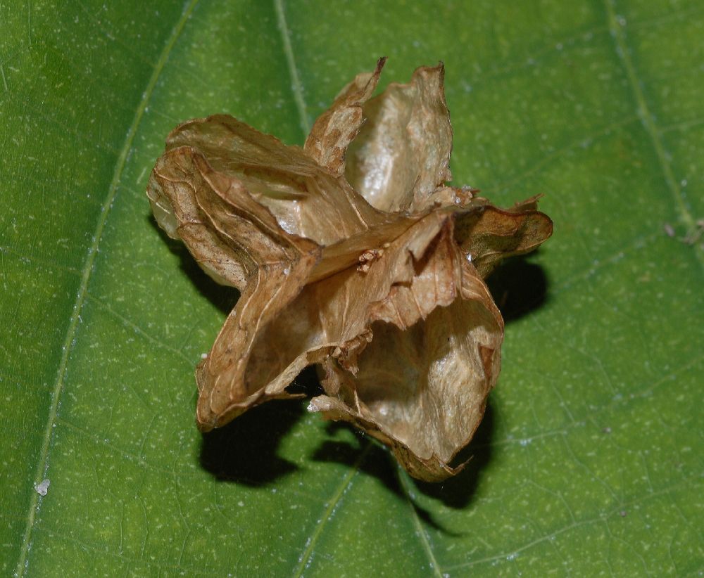 Byttneriaceae Kleinhovia hospita