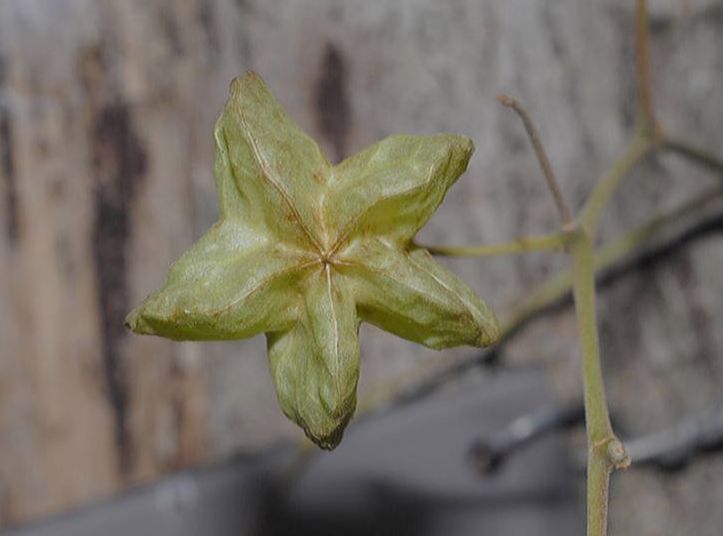 Byttneriaceae Kleinhovia hospita