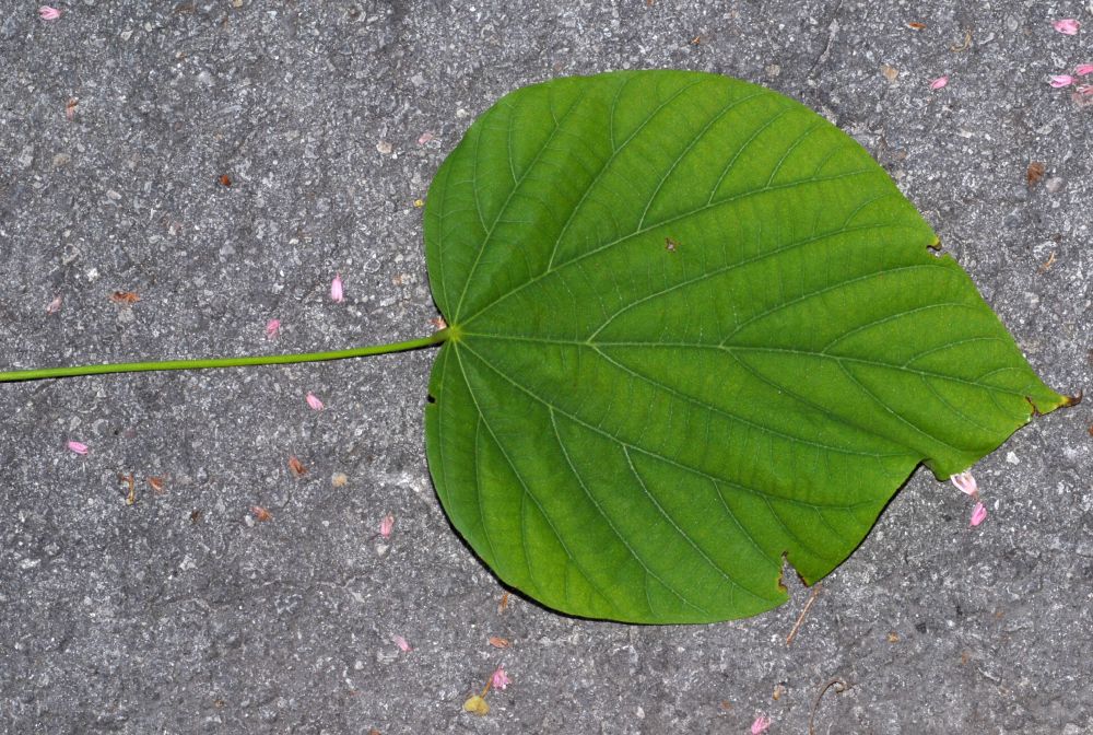 Byttneriaceae Kleinhovia hospita