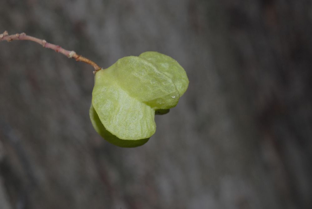 Byttneriaceae Kleinhovia hospita