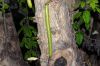 image of Parmentiera cereifera
