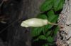 image of Parmentiera cereifera