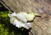 image of Parmentiera cereifera