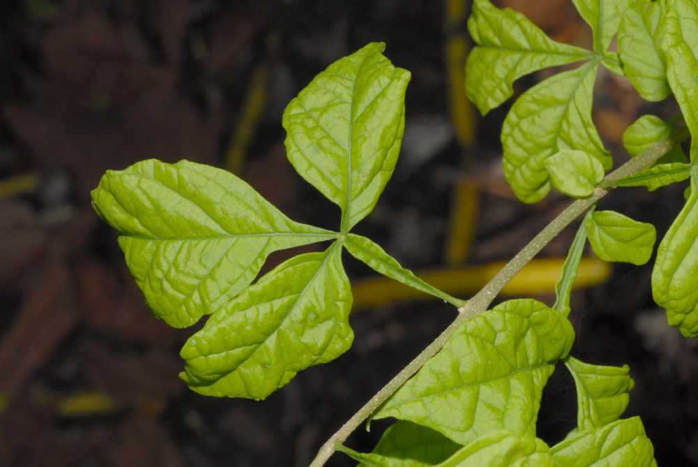 Bignoniaceae Parmentiera cereifera