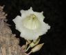 image of Parmentiera cereifera