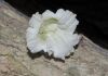 image of Parmentiera cereifera
