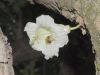 image of Parmentiera cereifera