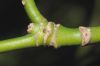 image of Aucuba japonica