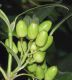 image of Aucuba japonica