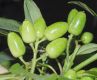image of Aucuba japonica