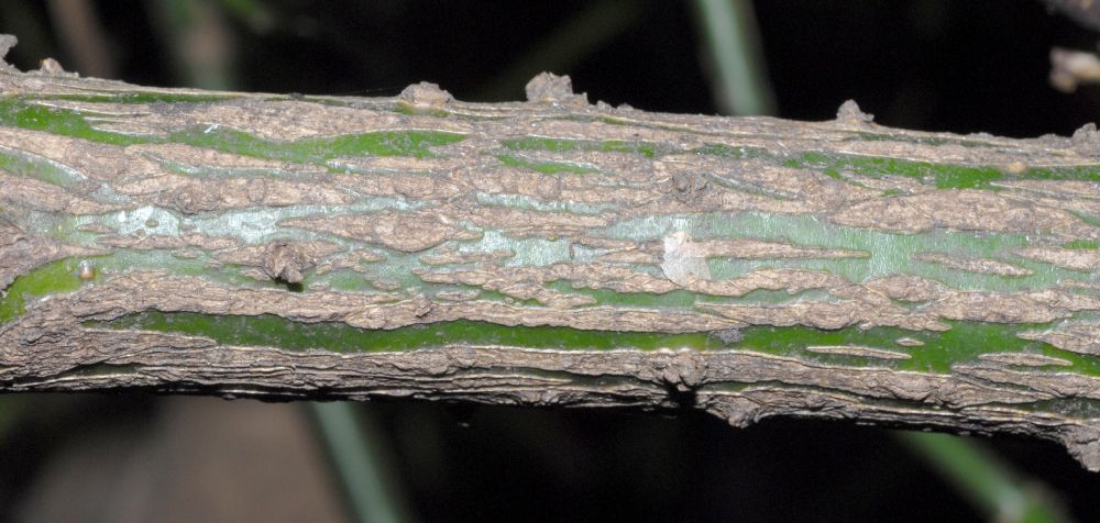 Aucubaceae Aucuba japonica