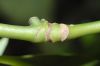 image of Aucuba japonica