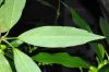 image of Aucuba japonica