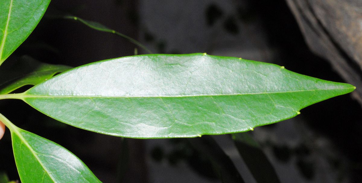 Aucubaceae Aucuba japonica