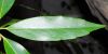 image of Aucuba japonica