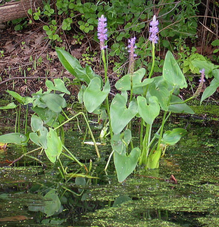 Pontederiaceae Pontederia cordata