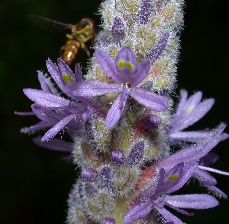 Pontederiaceae Pontederia cordata