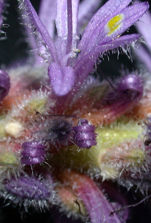 Pontederiaceae Pontederia cordata