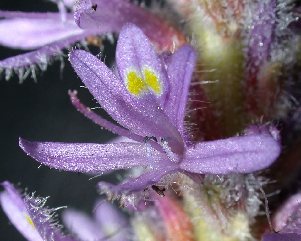 Pontederiaceae Pontederia cordata