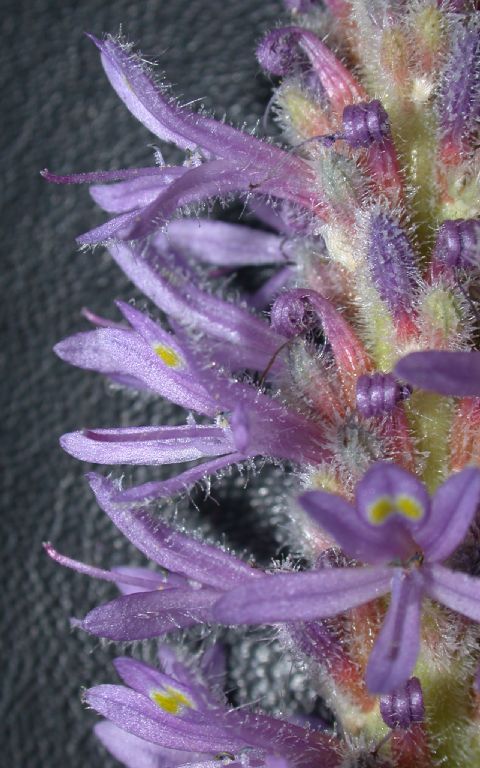 Pontederiaceae Pontederia cordata