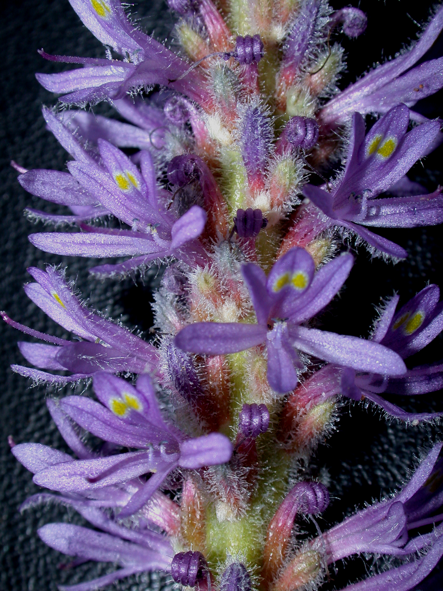 Pontederiaceae Pontederia cordata