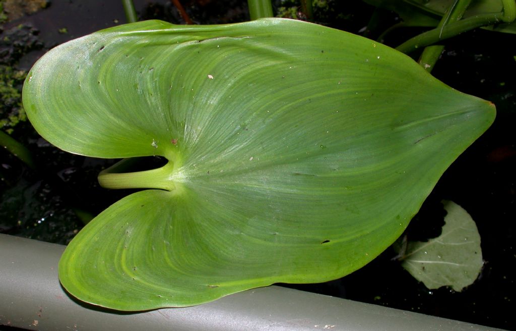 Pontederiaceae Pontederia cordata