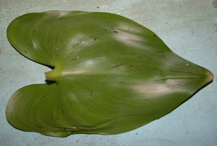 Pontederiaceae Pontederia cordata