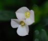 image of Euphorbia robivelonae