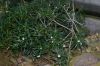 image of Euphorbia robivelonae