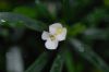 image of Euphorbia robivelonae