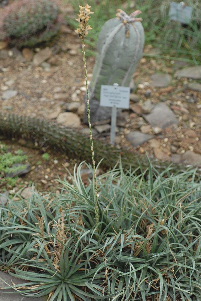 Bromeliaceae Dyckia rariflora