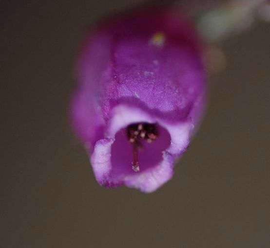 Ericaceae Daboecia azorica