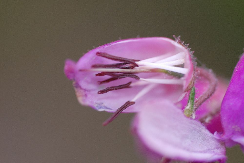 Ericaceae Daboecia azorica