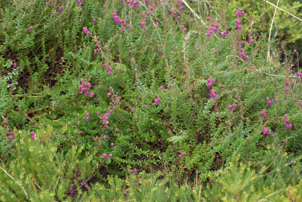 Ericaceae Daboecia azorica
