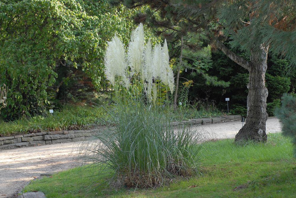 Poaceae Cortaderia selloana