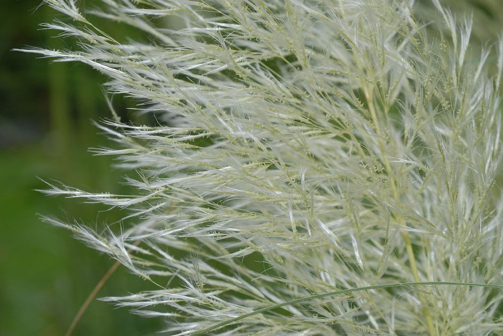 Poaceae Cortaderia selloana