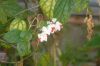 image of Clerodendrum thomsoniae