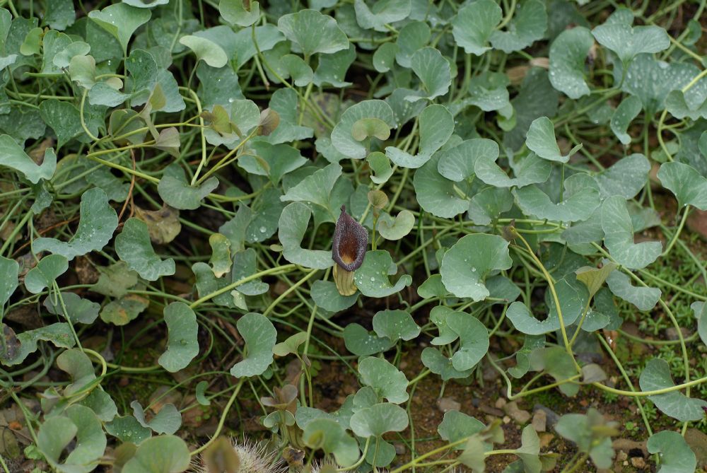 Aristolochiaceae Aristolochia chinesis