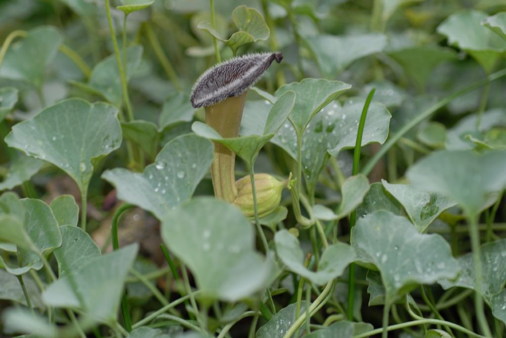Aristolochiaceae Aristolochia chinesis