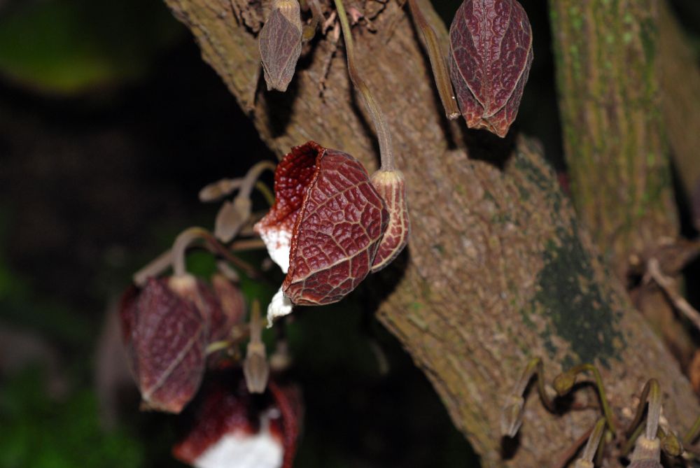 Aristolochiaceae Aristolochia arborea