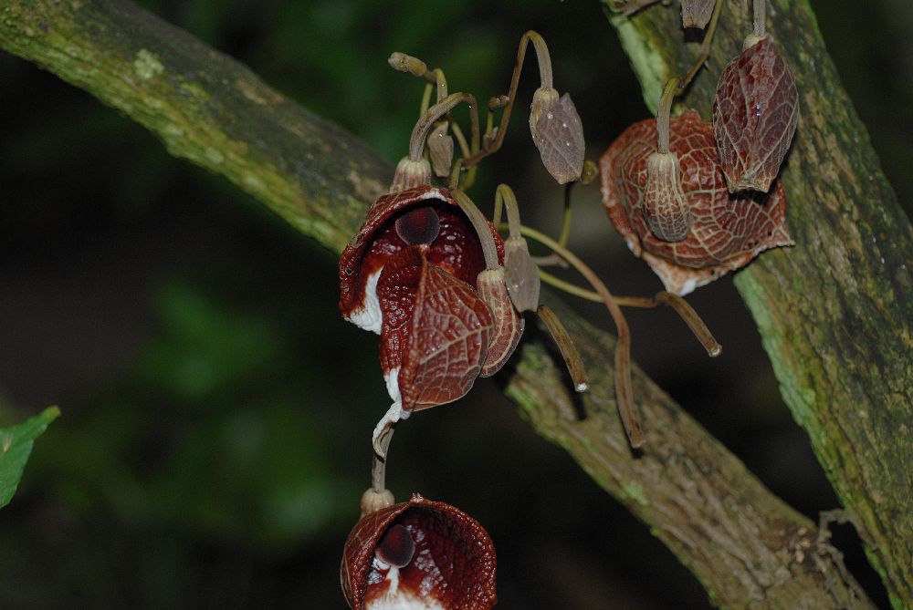 Aristolochiaceae Aristolochia arborea