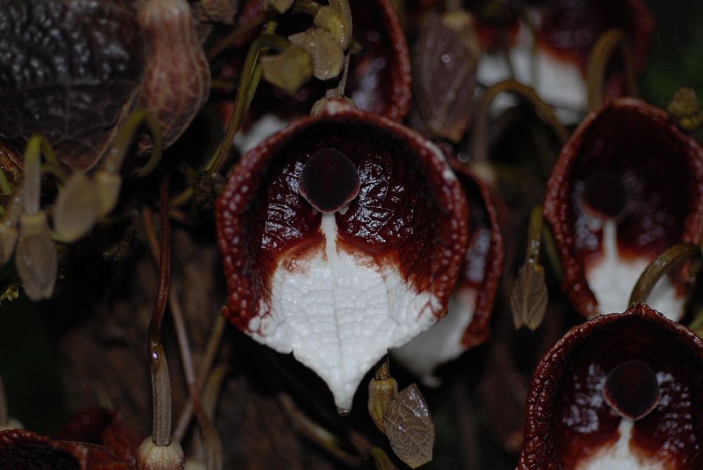 Aristolochiaceae Aristolochia arborea