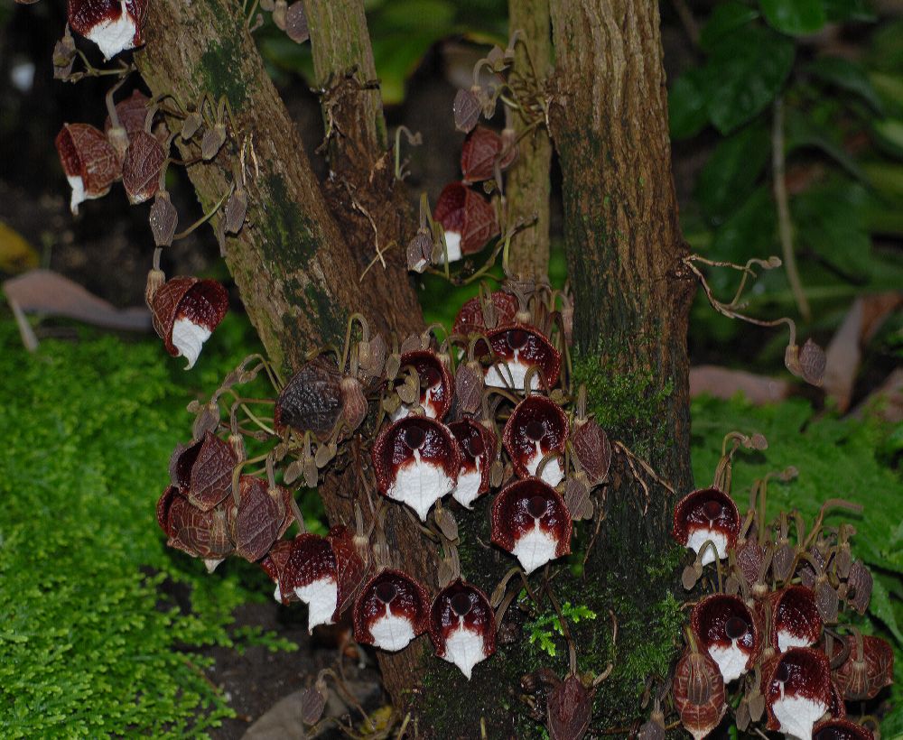 Aristolochiaceae Aristolochia arborea