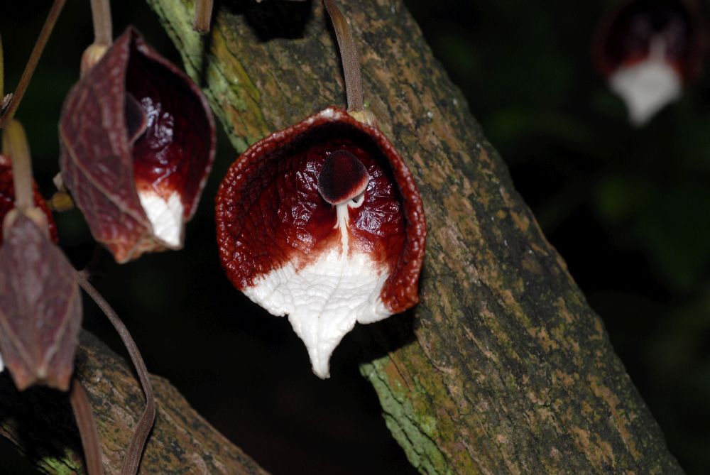 Aristolochiaceae Aristolochia arborea