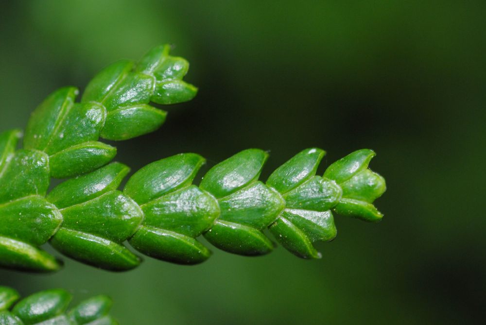 Cupressaceae Thujopsis dolabrata