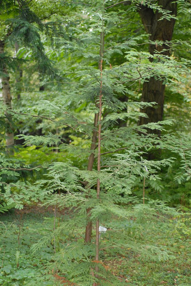 Cupressaceae Thujopsis dolabrata