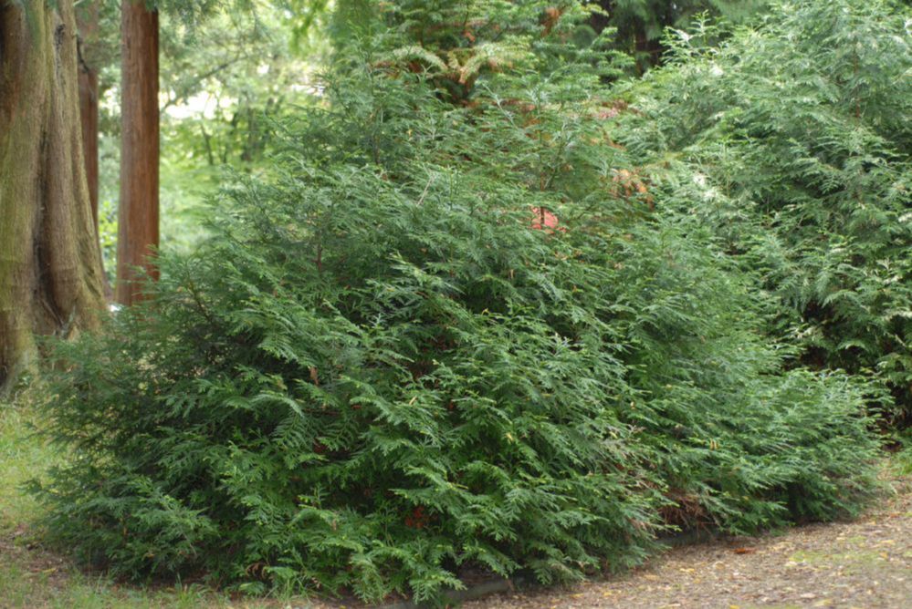 Cupressaceae Thujopsis dolabrata