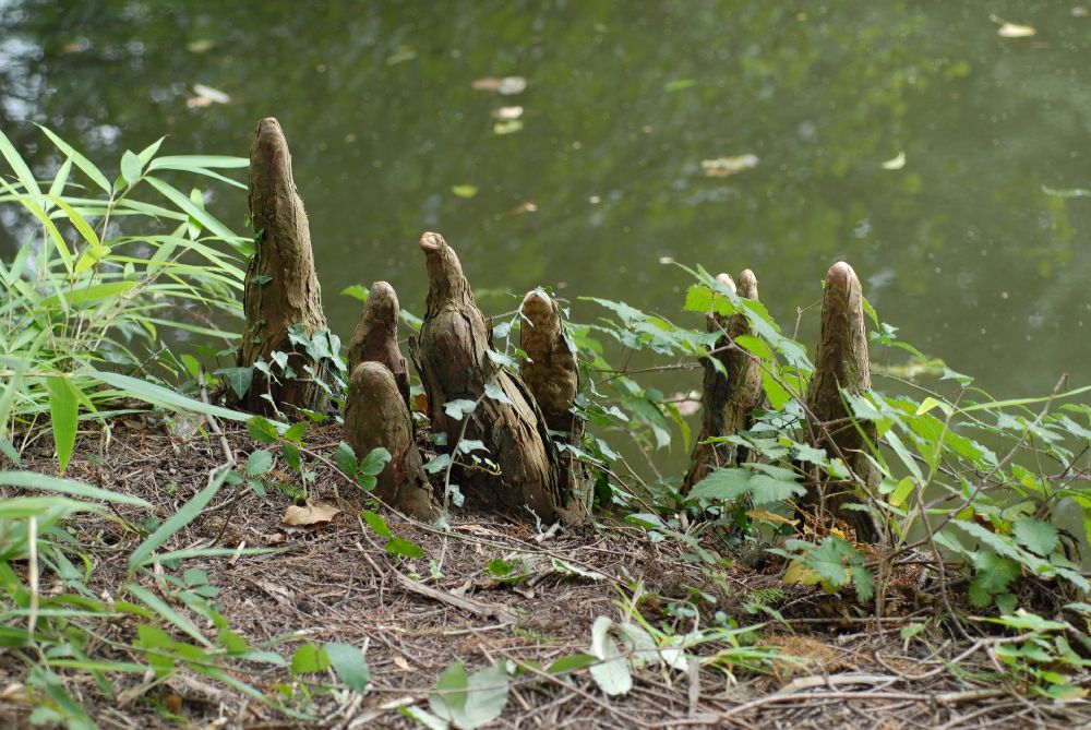 Cupressaceae Taxodium distichum